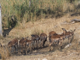 Kruger NP